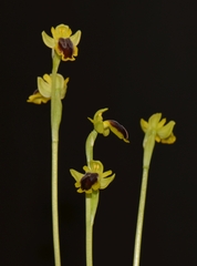 Ophrys lutea phryganae