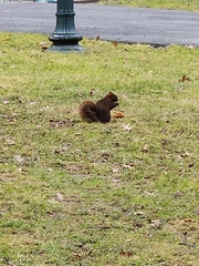 Sciurus carolinensis