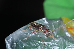 Ambonus distinctus