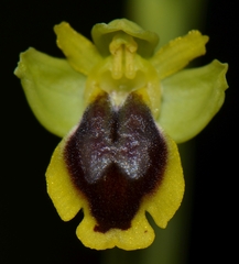 Ophrys lutea phryganae