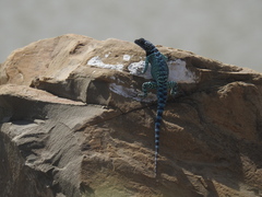 Sceloporus ornatus