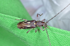 Ambonus distinctus