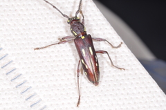 Ambonus distinctus