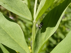 Insecta