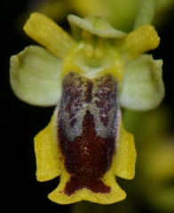 Ophrys lutea phryganae