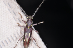 Ambonus distinctus