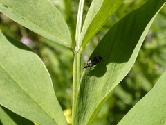 Insecta