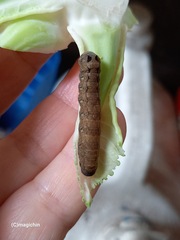 Spodoptera cosmioides