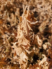 Conoclinium dissectum