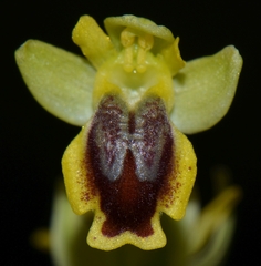 Ophrys lutea phryganae