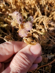 Conoclinium dissectum