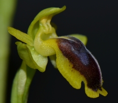 Ophrys lutea phryganae