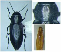 Melanophila cuspidata