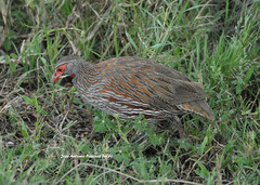 Pternistis rufopictus