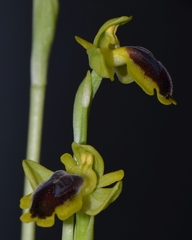Ophrys lutea phryganae