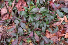 Erigeron pulchellus