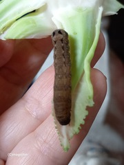Spodoptera cosmioides