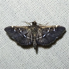 Diathrausta