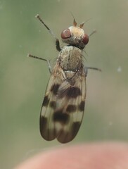 Melieria picta