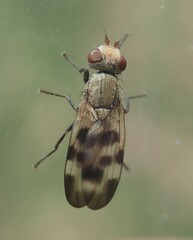Melieria picta