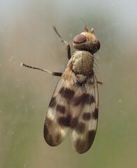 Melieria picta