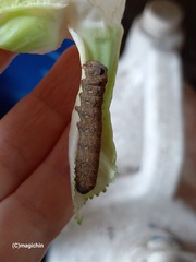 Spodoptera cosmioides