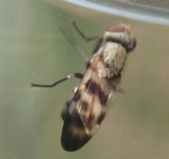 Melieria picta