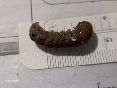 Spodoptera cosmioides