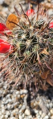 Mammillaria hutchisoniana hutchisoniana