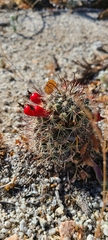 Mammillaria hutchisoniana hutchisoniana