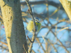 Cyanistes caeruleus