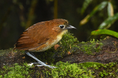 Grallaria flavotincta