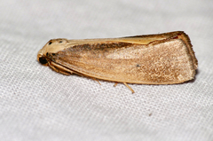 Ilemodes heterogyna