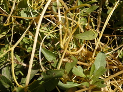 Cuscuta chilensis