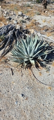 Agave deserti