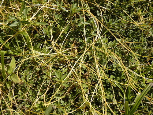 Image of Cuscuta chilensis by no rights reserved