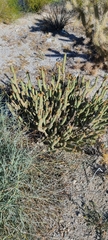 Cylindropuntia tesajo