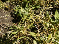 Cuscuta chilensis