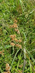 Juncus brachycarpus