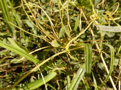 Cuscuta chilensis
