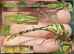 Dromogomphus spoliatus