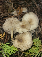 Marasmius albogriseus