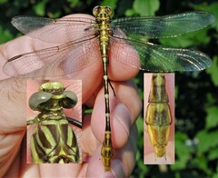 Dromogomphus spoliatus