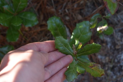 Quercus minima