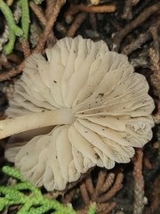 Marasmius albogriseus