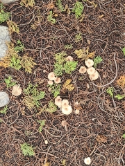 Marasmius albogriseus