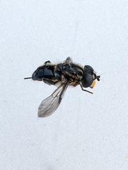Helophilus taruensis