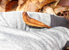 Isotria verticillata