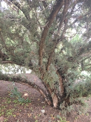 Marasmius albogriseus