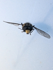 Helophilus taruensis